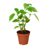 Pilea 'Moon Valley' - 4" Pot indoor houseplant