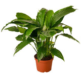 Spathiphyllum 'Peace Lily' indoor houseplant