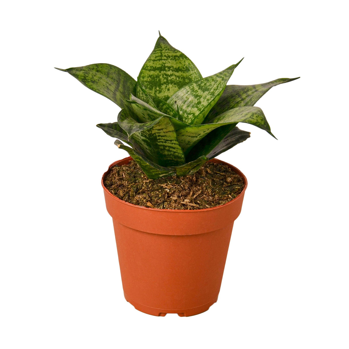 Snake Plant Black Robusta indoor houseplant