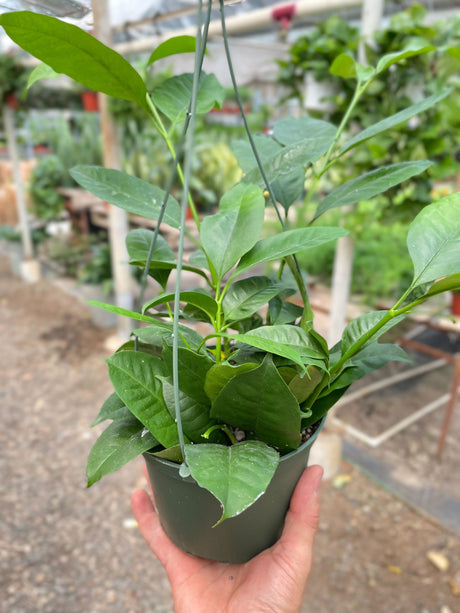 Hoya 'Shooting Star' indoor house plant