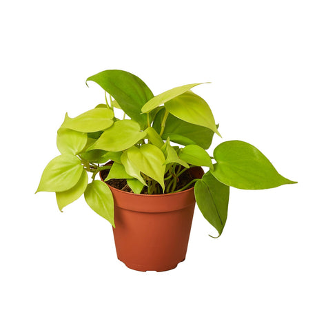 Philodendron 'Neon' indoor houseplant