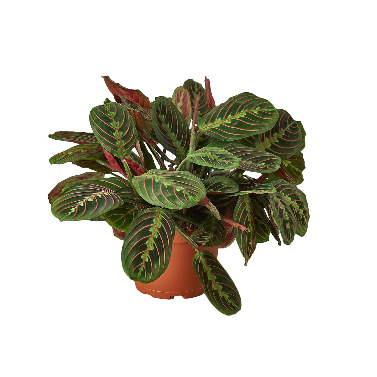 Maranta Red Prayer indoor house plant