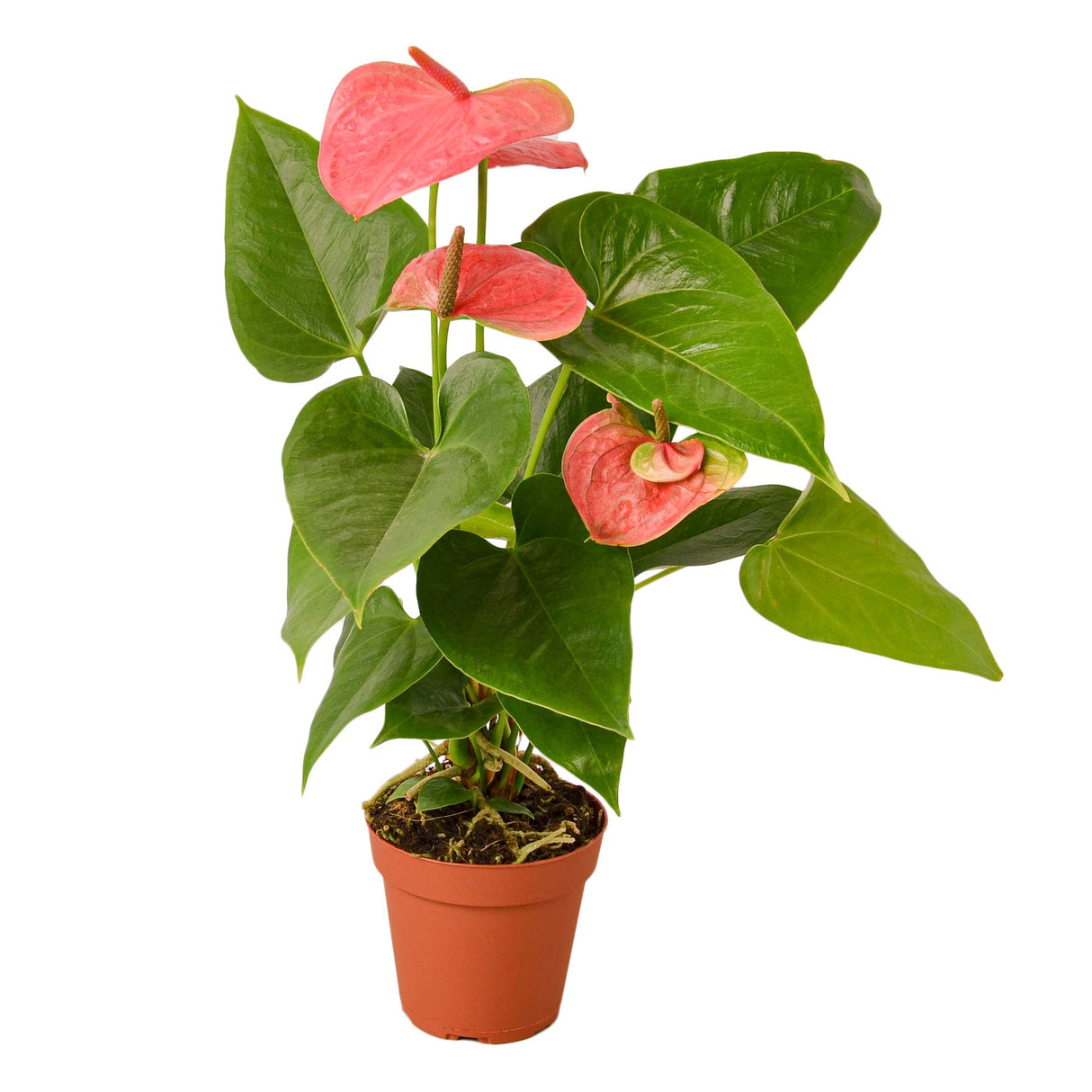 Anthurium 'Pink' indoor plant