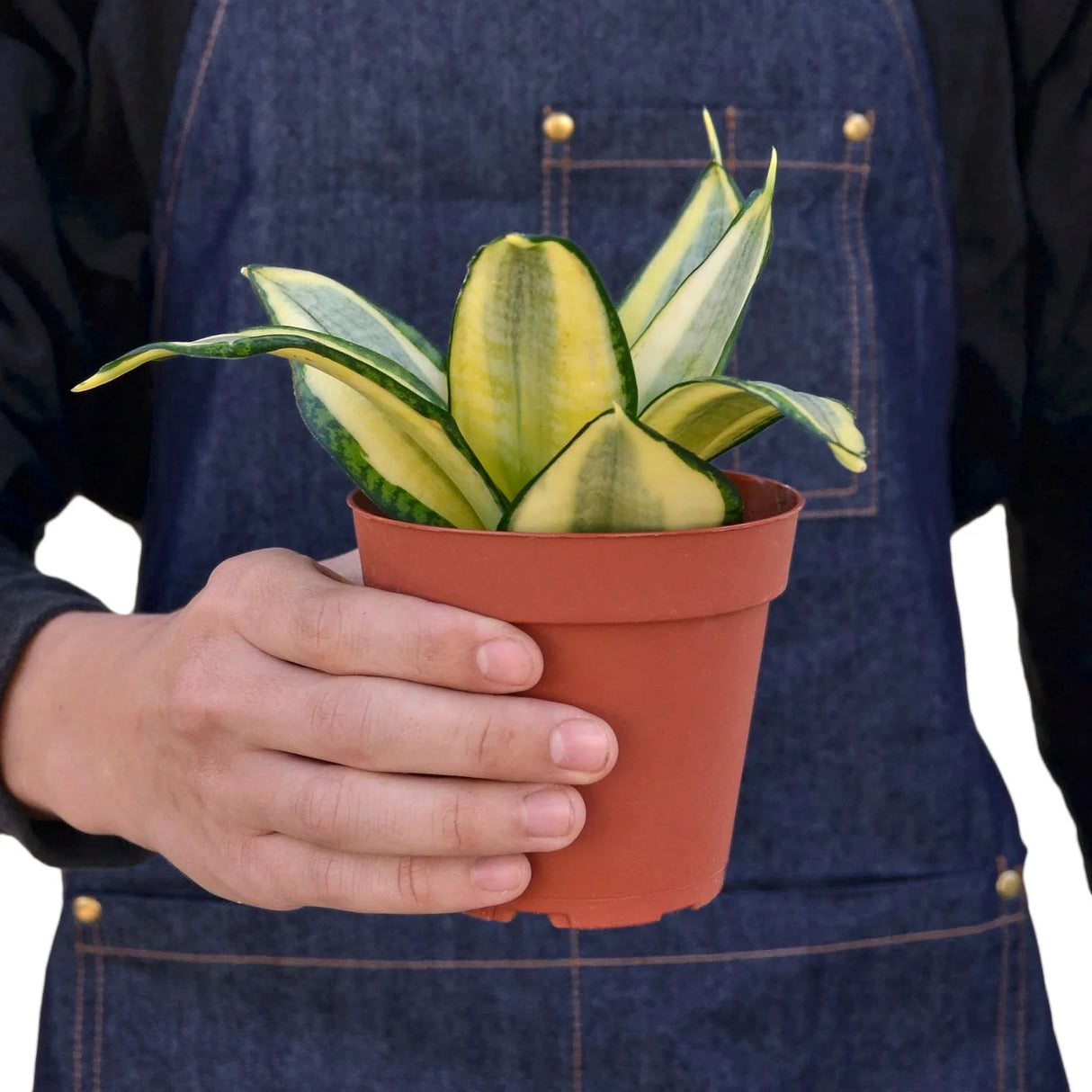 Snake Plant Gold Hahnii indoor houseplant