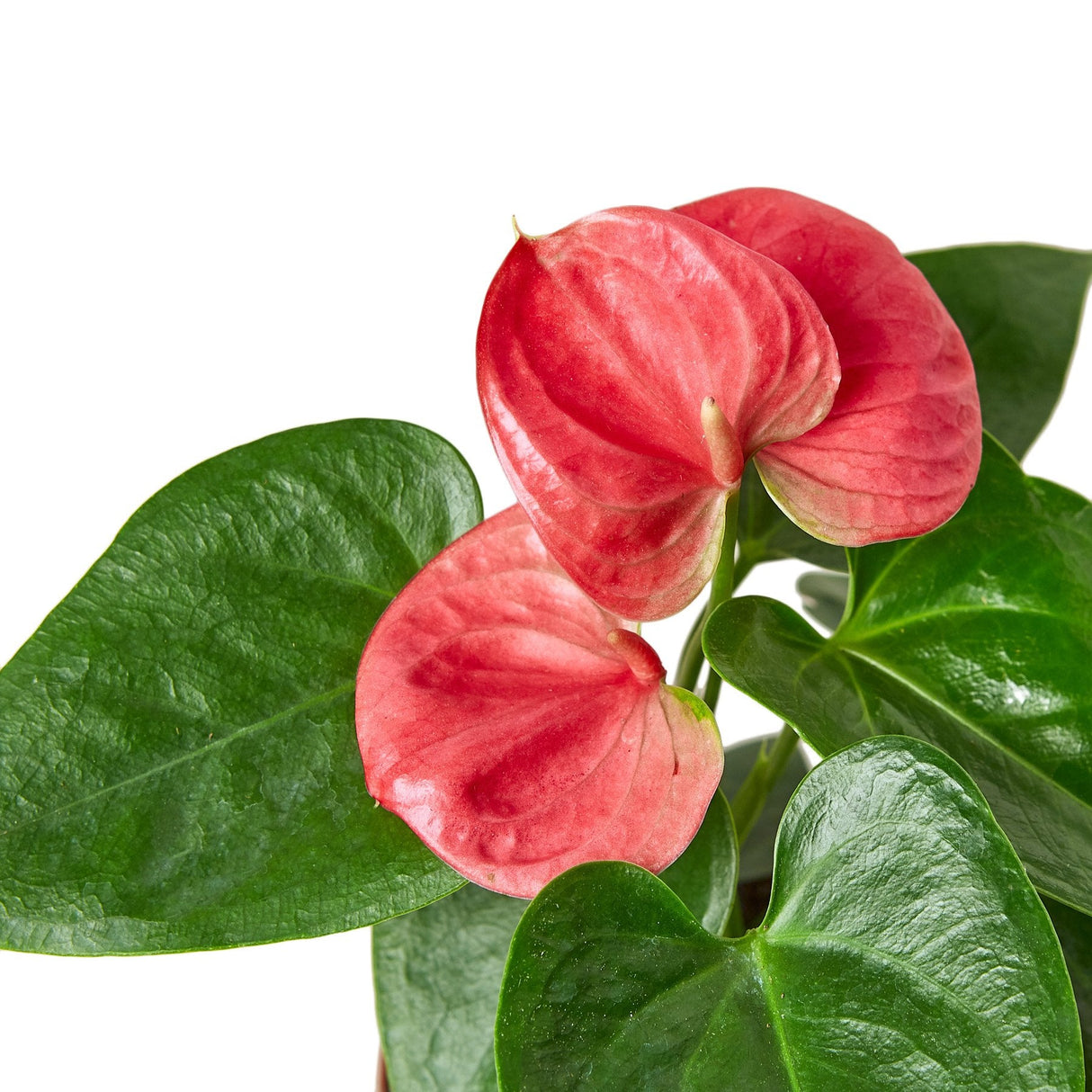 Anthurium 'Pink' indoor plant