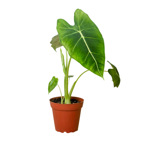 Alocasia Micholitziana 'Frydek' indoor plant