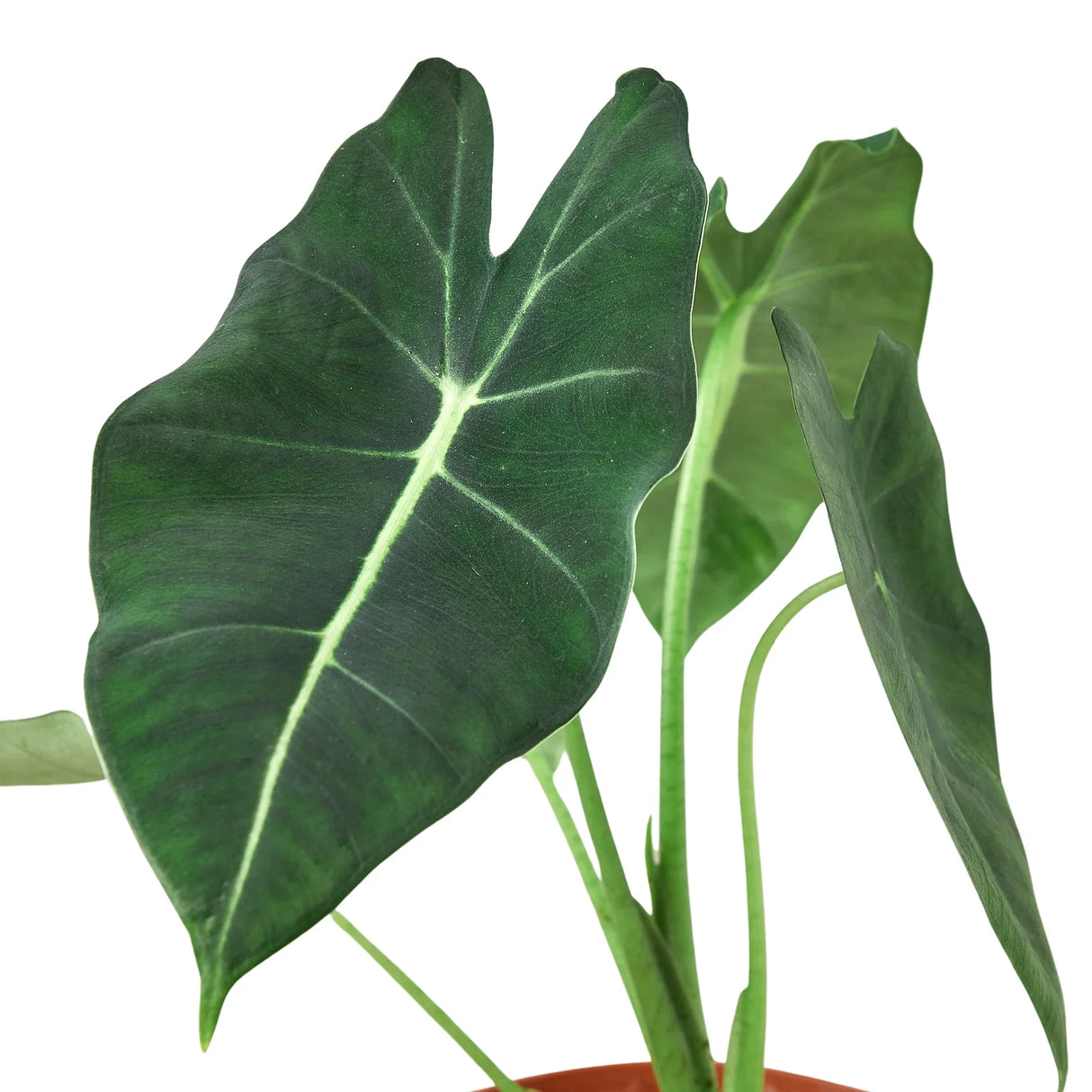 Alocasia Micholitziana 'Frydek' indoor plant