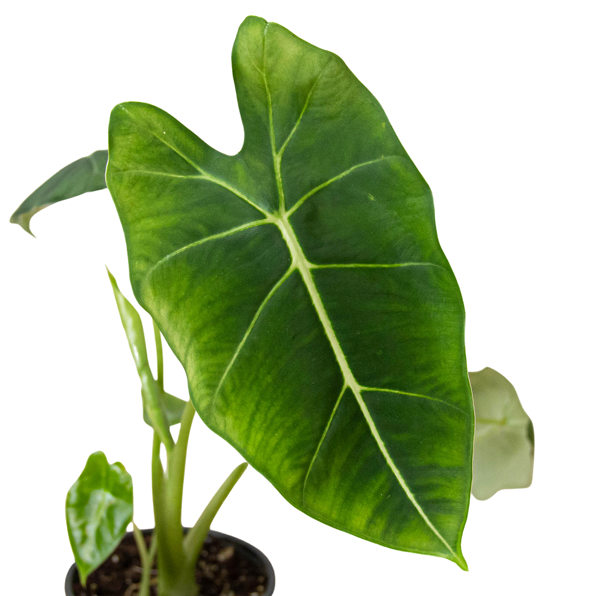 Alocasia Micholitziana 'Frydek' indoor plant