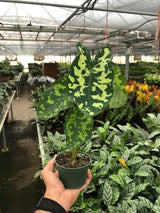 Alocasia 'Hilo Beauty' Plant