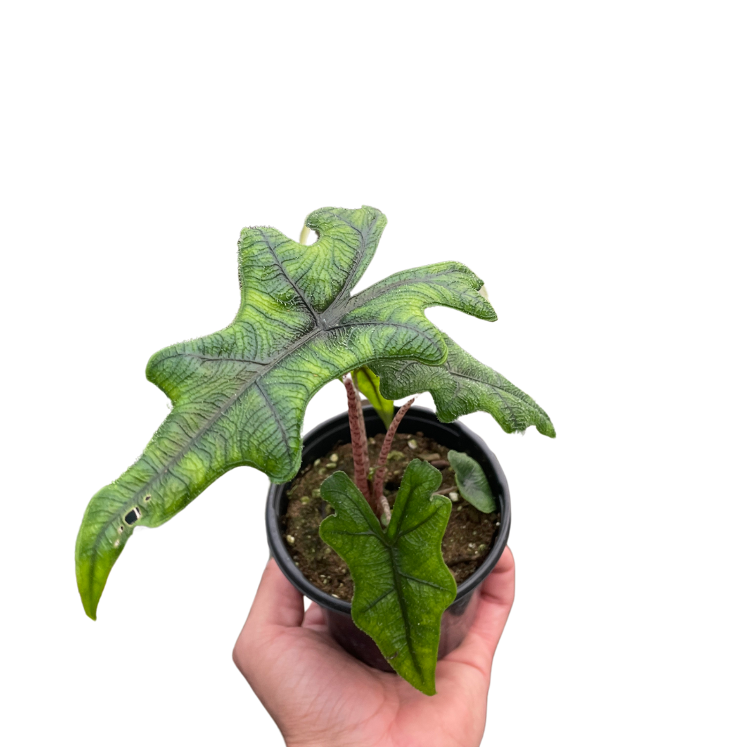 Alocasia 'Jacklyn' Plant