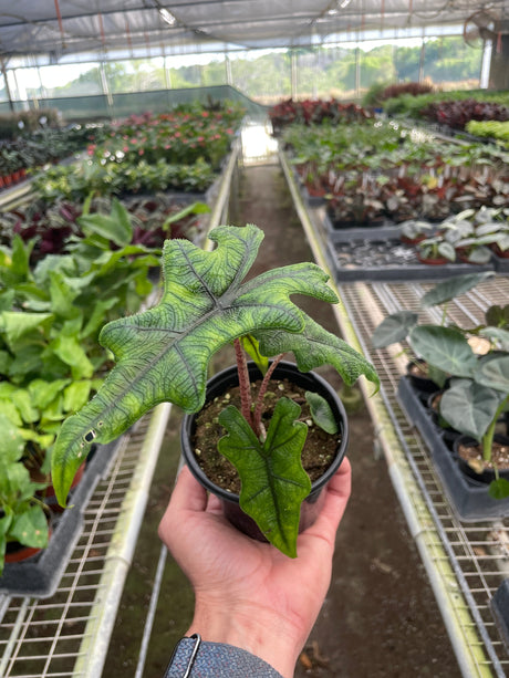 Alocasia 'Jacklyn' Plant