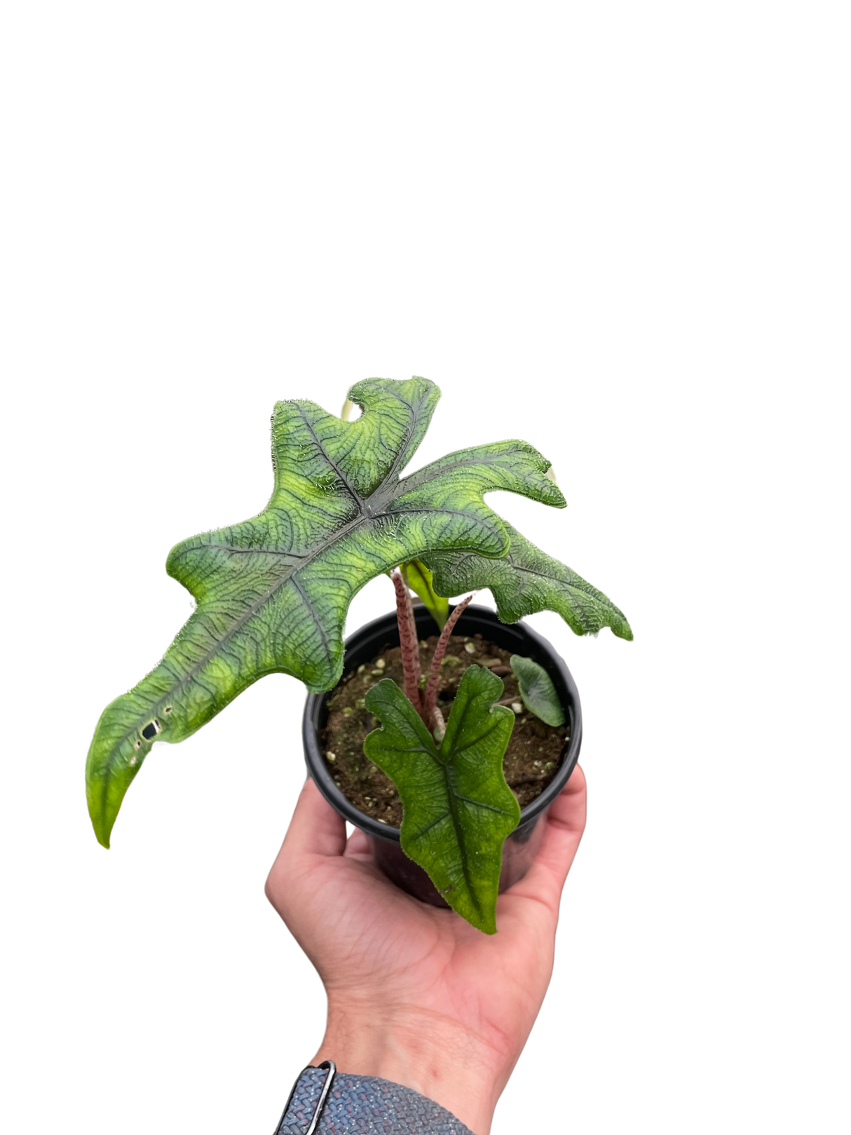 Alocasia 'Jacklyn' Plant