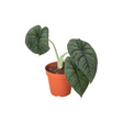 The Alocasia 'Melo' Indoor Plant