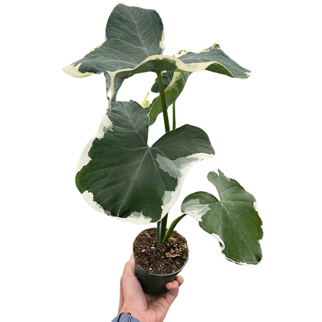 Alocasia 'Mickey Mouse' (Xanthosoma sagittifolium 'Variegatum Monstrosum') indoor Plant