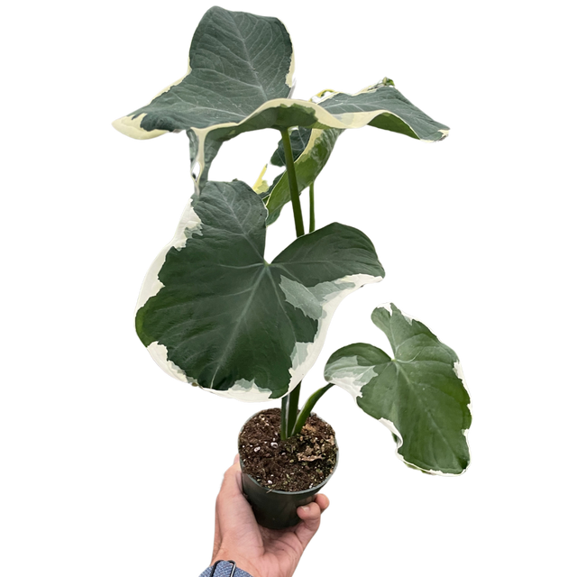 Alocasia 'Mickey Mouse' (Xanthosoma sagittifolium 'Variegatum Monstrosum') indoor Plant