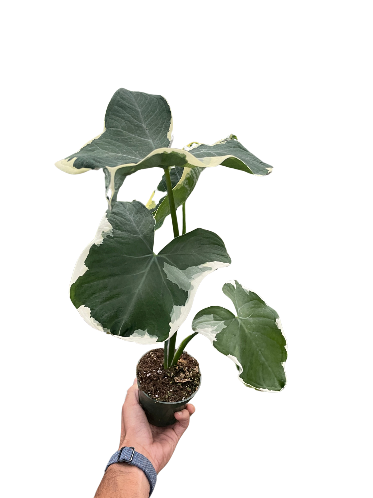 Alocasia 'Mickey Mouse' (Xanthosoma sagittifolium 'Variegatum Monstrosum') indoor Plant