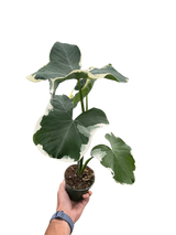 Alocasia 'Mickey Mouse' (Xanthosoma sagittifolium 'Variegatum Monstrosum') indoor Plant