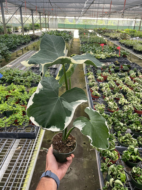 Alocasia 'Mickey Mouse' (Xanthosoma sagittifolium 'Variegatum Monstrosum') indoor Plant