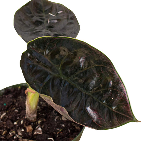 Alocasia 'Red Mambo' - 4" Pot indoor plant