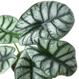 Alocasia Silver Dragon indoor plant