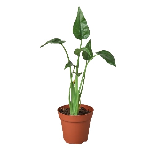 Alocasia 'Tiny Dancer' - 4" Pot indoor plant