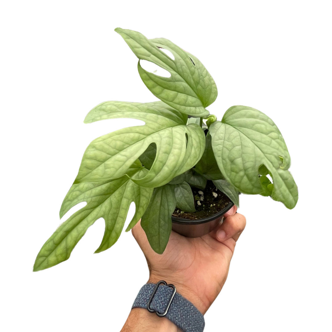 Amydrium 'Silver' indoor plant