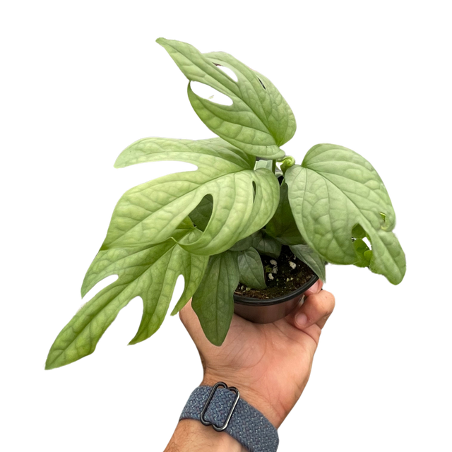 Amydrium 'Silver' indoor plant