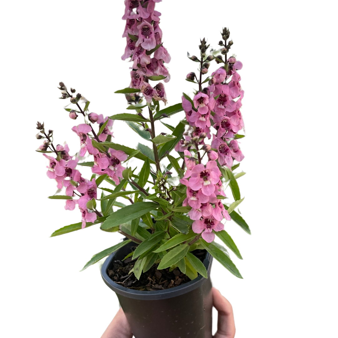 Angelonia indoor plant