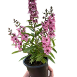 Angelonia indoor plant