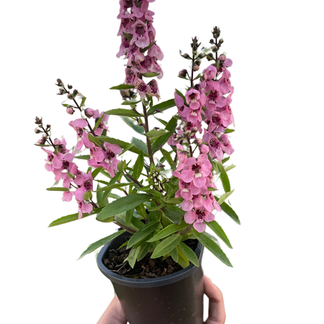 Angelonia indoor plant