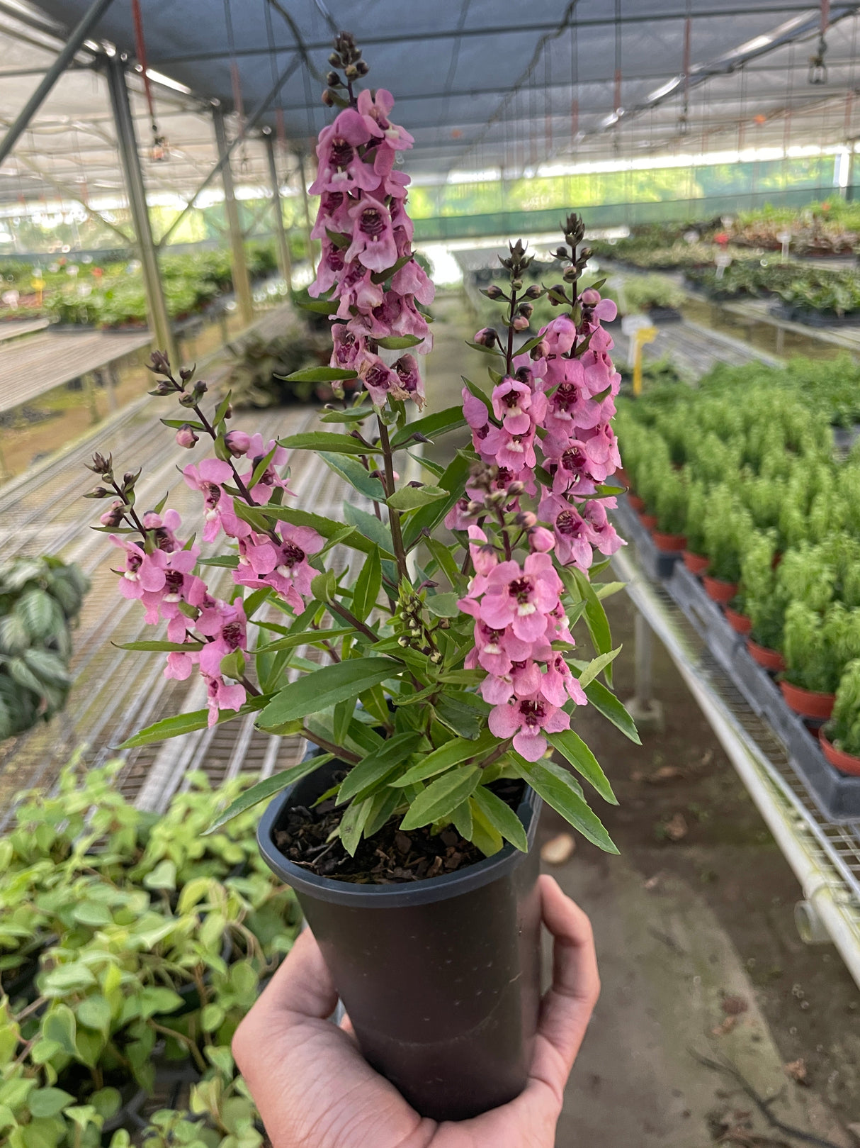 Angelonia indoor plant