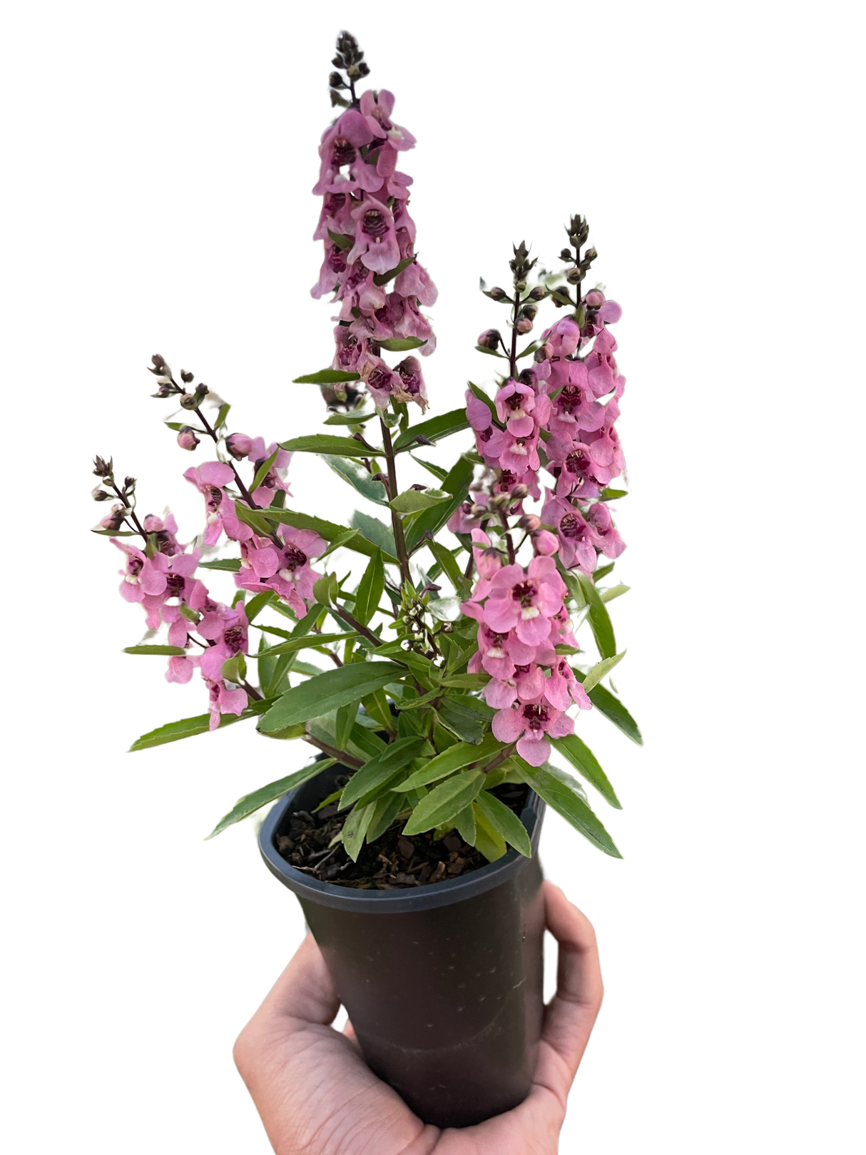 Angelonia indoor plant