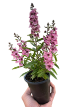 Angelonia indoor plant