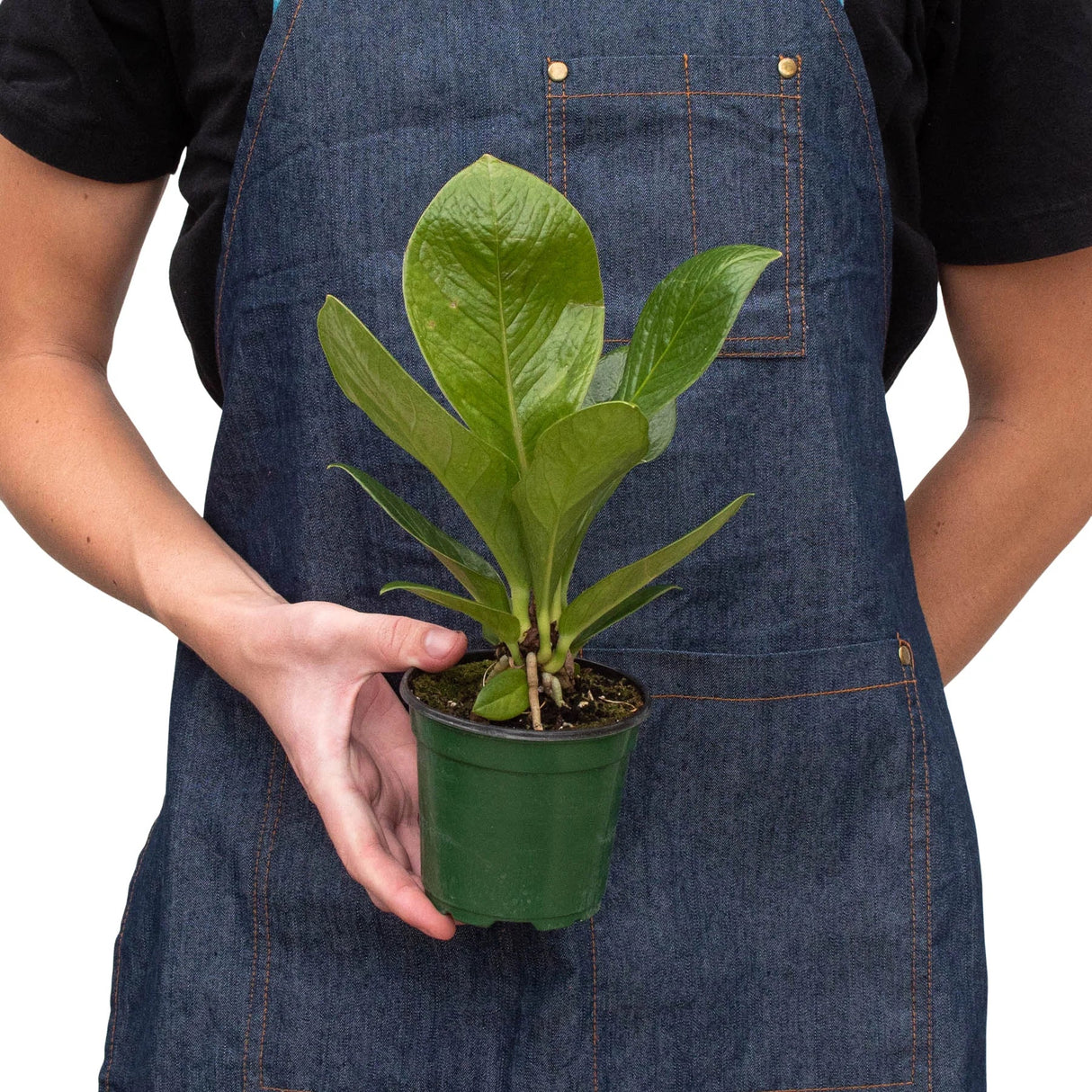 Anthurium 'Cobra' indoor plant