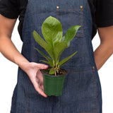 Anthurium 'Cobra' indoor plant