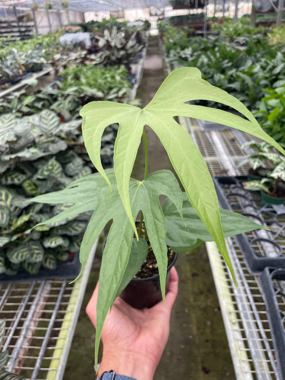 Anthurium Fingers indoor plant