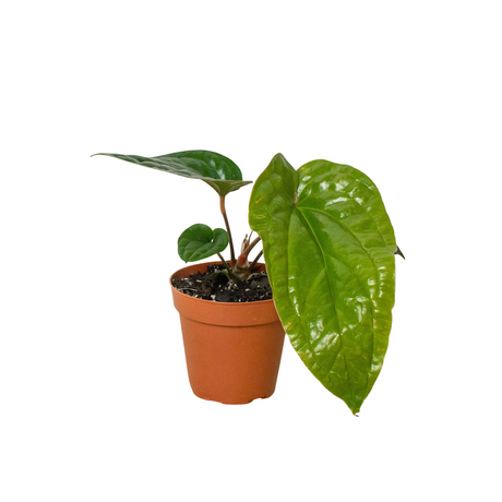 Anthurium 'Radicans x Luxurians' indoor plant