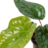 Anthurium 'Radicans x Luxurians' indoor plant