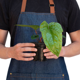 Anthurium 'Radicans x Luxurians' indoor plant