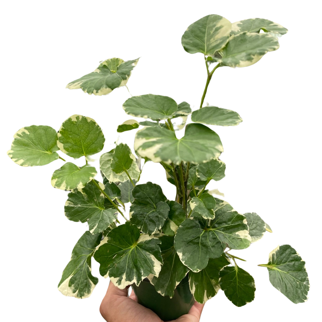 Aralia 'Balfouriana' indoor plant