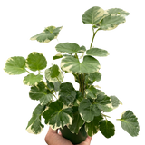 Aralia 'Balfouriana' indoor plant