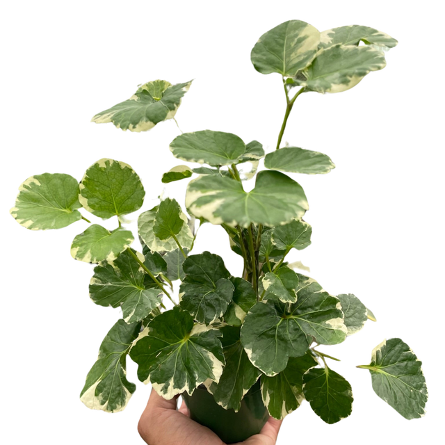 Aralia 'Balfouriana' indoor plant