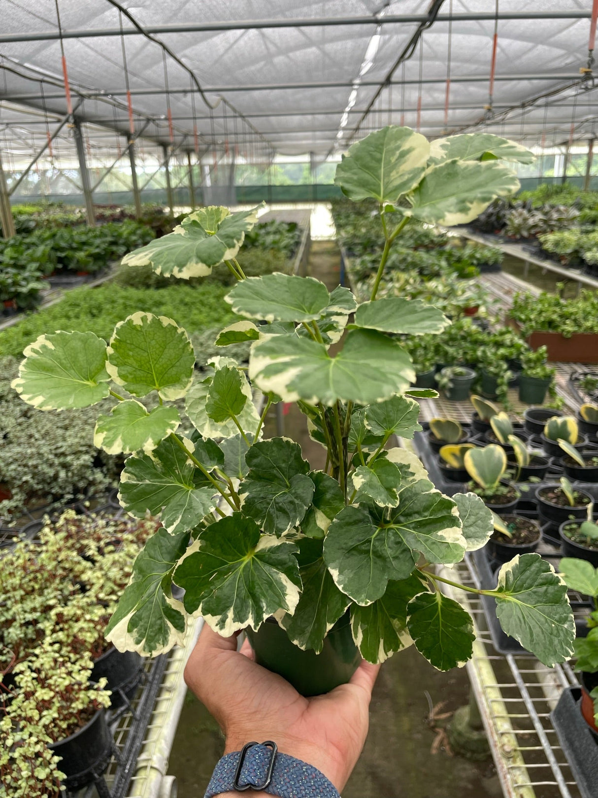 Aralia 'Balfouriana' indoor plant