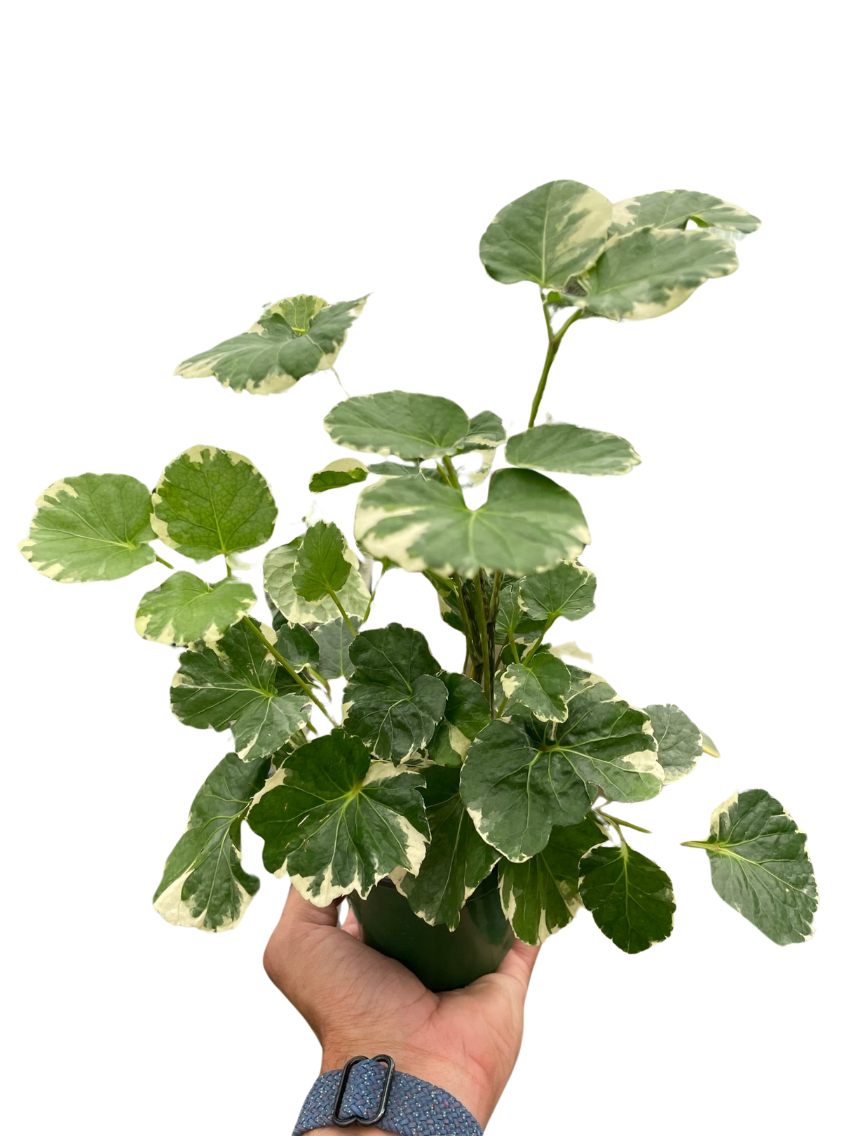 Aralia 'Balfouriana' indoor plant