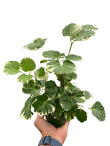 Aralia 'Balfouriana' indoor plant