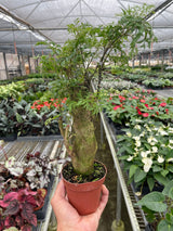 Aralia Ming Stump Plant indoor plant