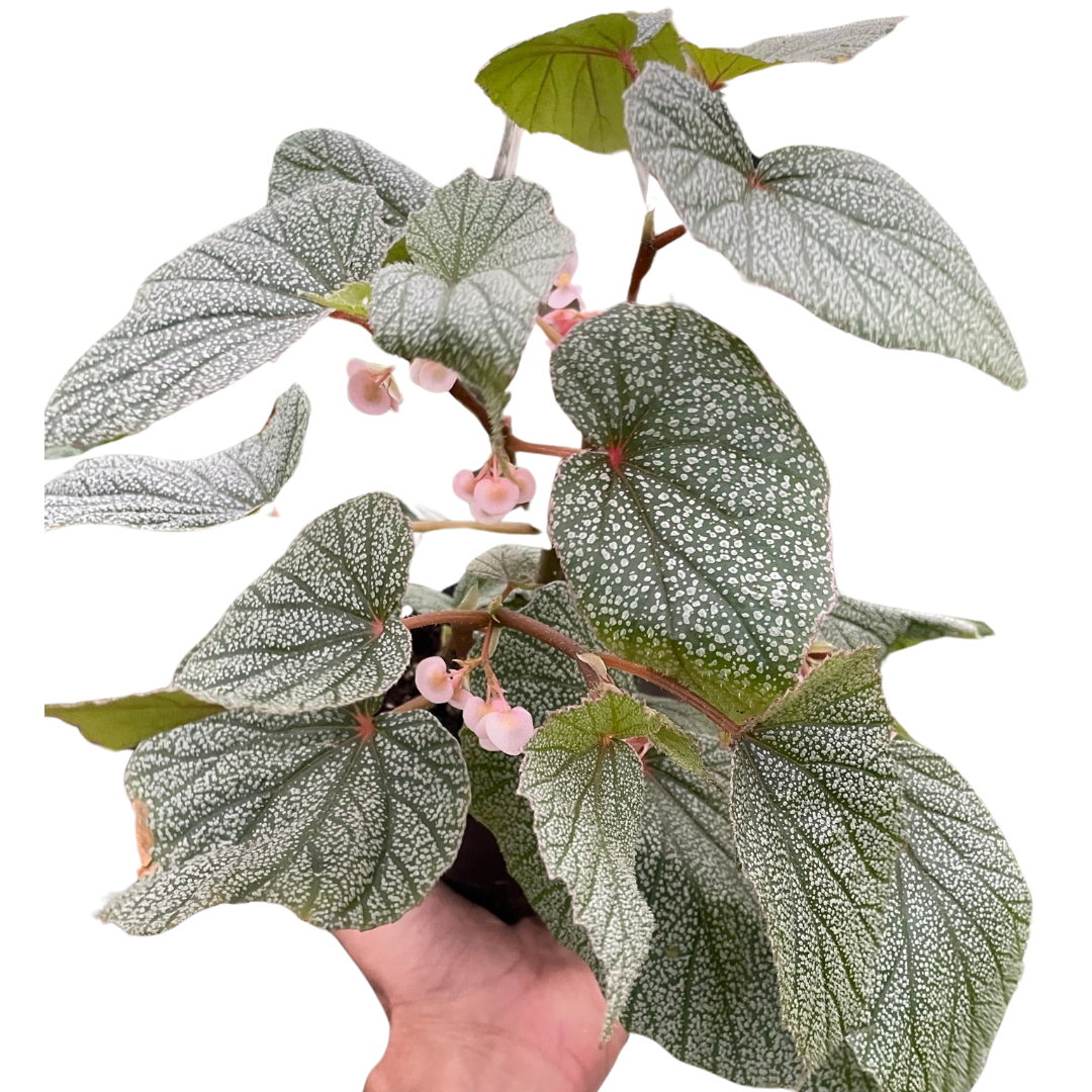 Begonia 'Frosty' indoor plant