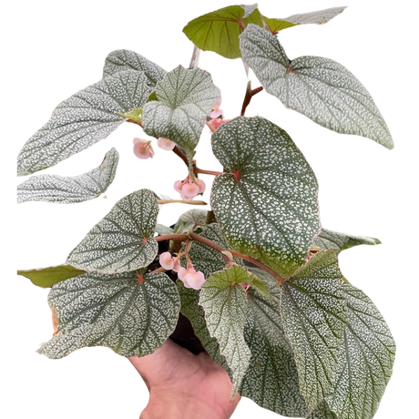 Begonia 'Frosty' indoor plant