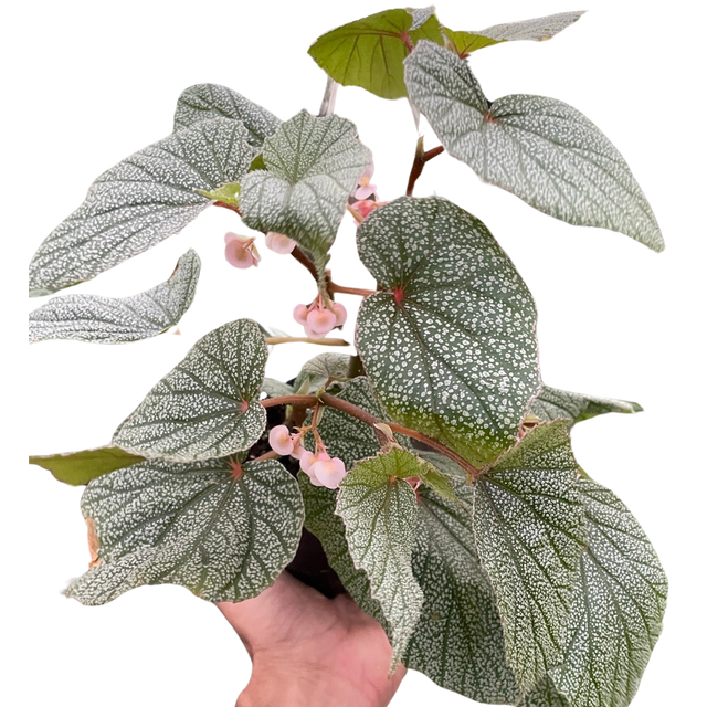 Begonia 'Frosty' indoor plant