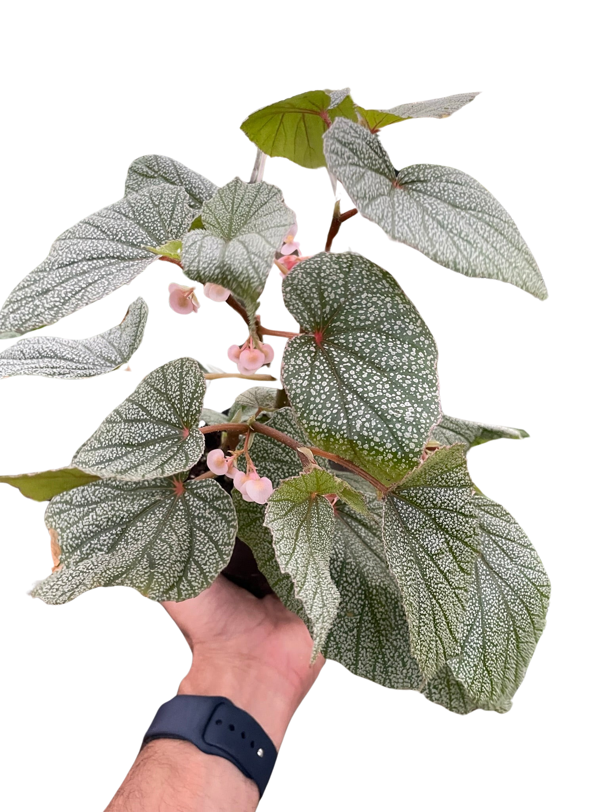 Begonia 'Frosty' indoor plant